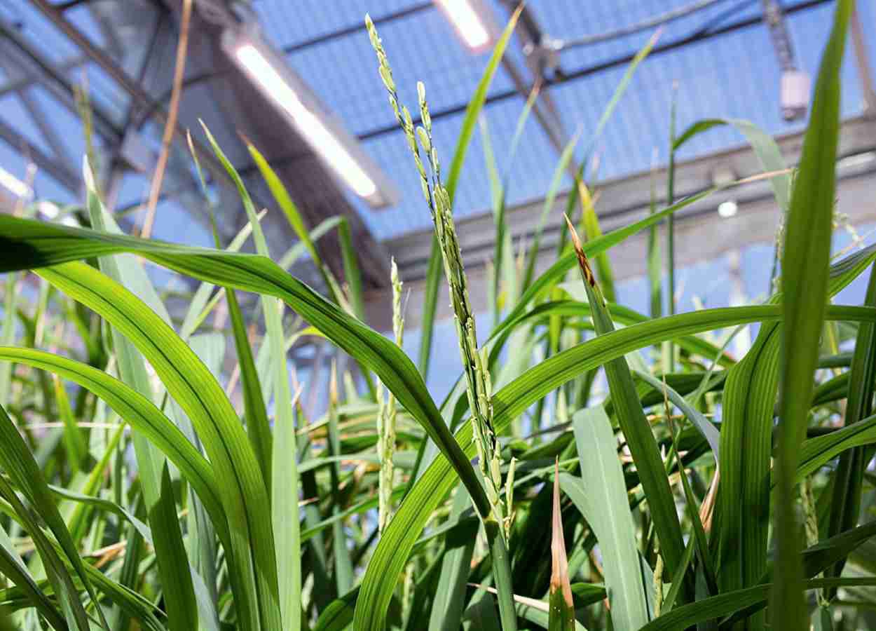 Arroz pode prender e matar Spodoptera frugiperda em espiguetas