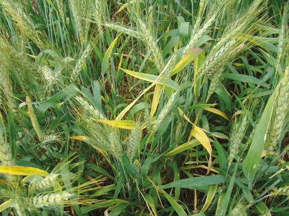 Como monitorar e manejar pulgões causadores do nanismo-amarelo no trigo