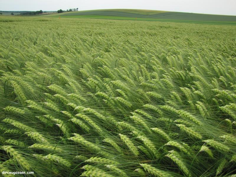 Nitrogênio para o trigo: eficiência acima de tudo
