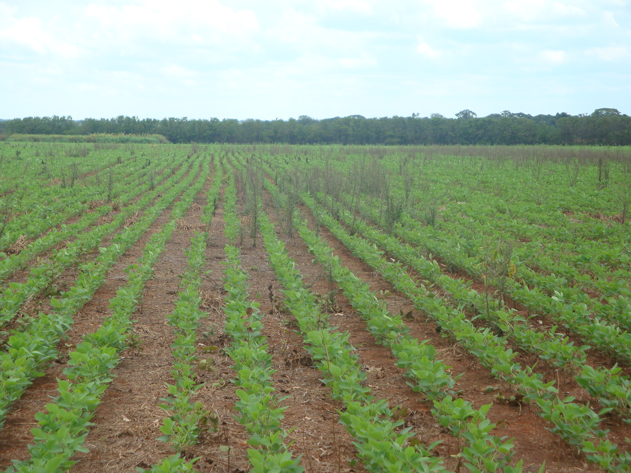 A incidência de buva em lavouras de soja representa um grande desafio, uma vez que são poucos os herbicidas pré e pós-emergentes eficazes no controle.
