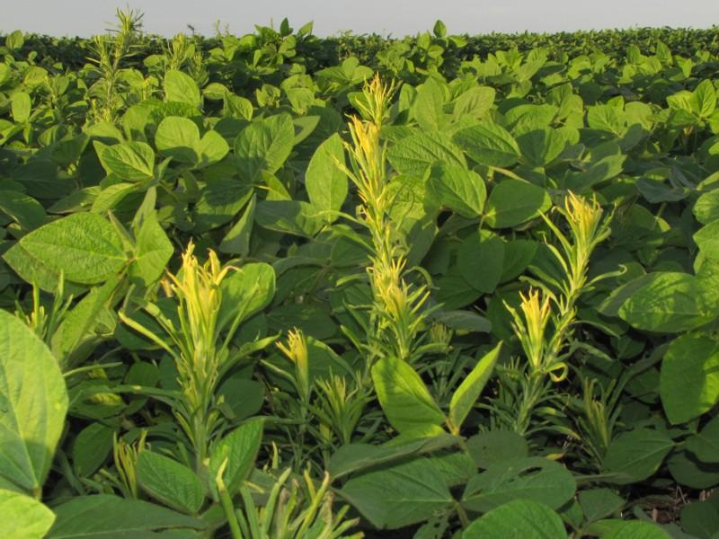 Adama obtains registration for Araddo, herbicide that controls grasses and broad leaves