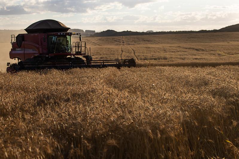 Cenário de alta no preço do trigo pressiona indústria moageira nacional