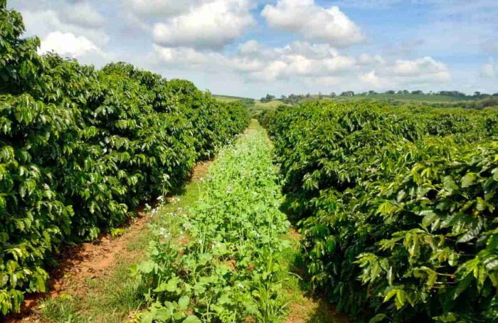 Planejamento é chave para garantir safra rentável em 2025