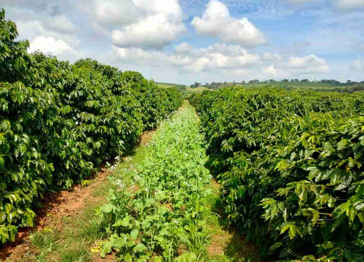 Com preços em queda e juros altos, Emater-MG alerta para importância da assistência técnica e gestão eficiente