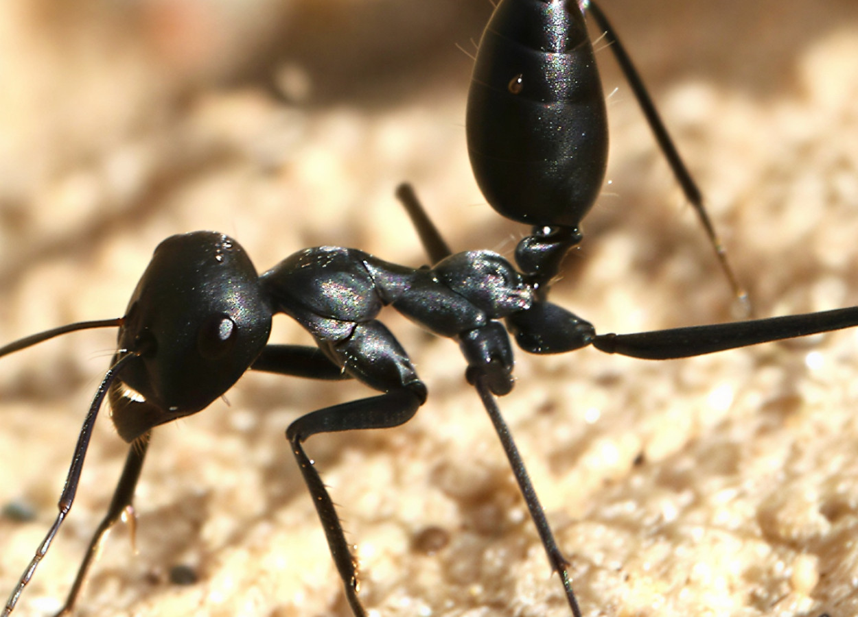 Foto Peterwchen - CC BY 4.0