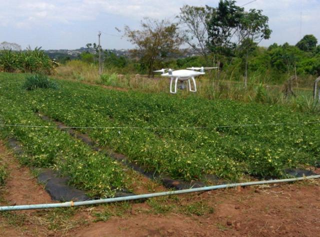 Projeto prevê uso de drones no combate a doenças e pragas no cultivo de tomate