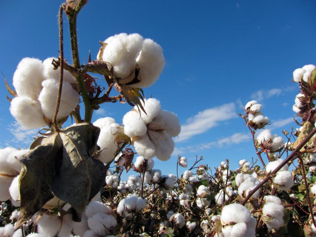 Nova forma de aplicar reguladores de crescimento no algodão beneficia produtor