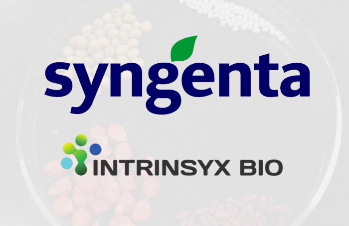 Syngenta Biologicals e Intrinsyx Bio anunciam acordo envolvendo endófitos