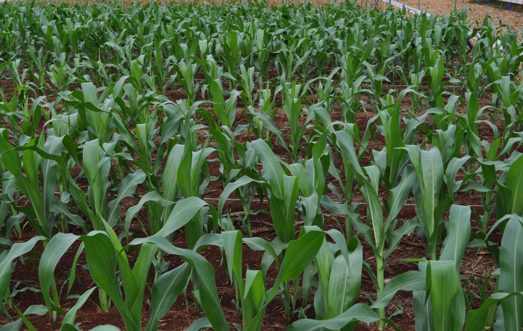 Mercado de defensivos para milho tem alta de 8%