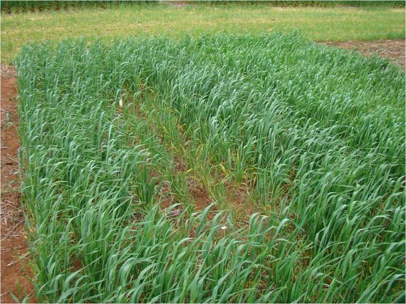 Redução do crescimento de plantas de trigo devido à infecção por Barley yellow dwarf virus. - Foto: Douglas Lau/Embrapa Trigo