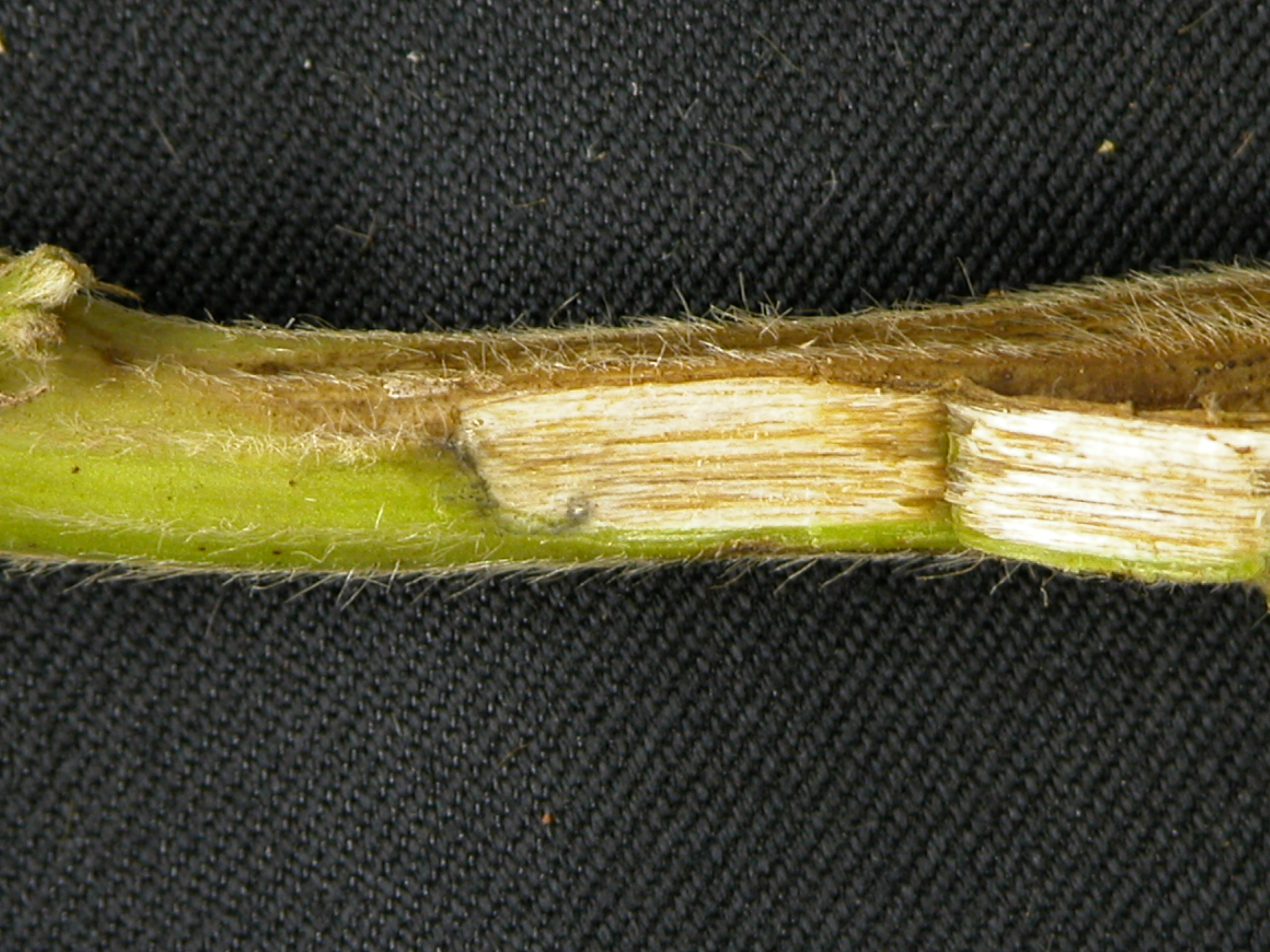Fig. 7. Escurecimento interno do lenho da haste de soja abaixo da lesão de cancro-da-haste.