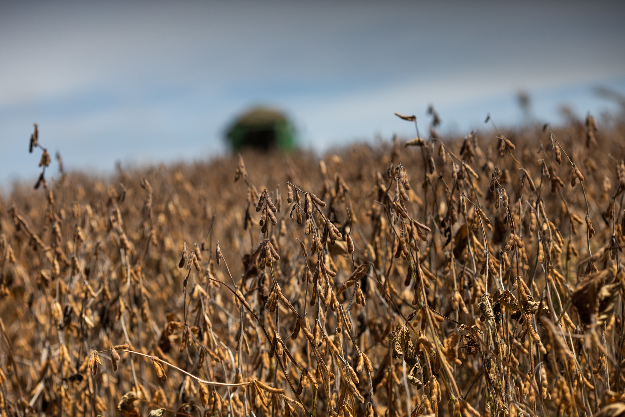Cadeia da soja e do biodiesel representeou 27% do PIB do agronegócio