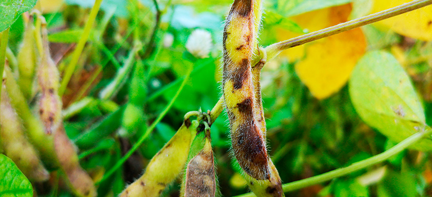Pod rot is a warning for soybean producers