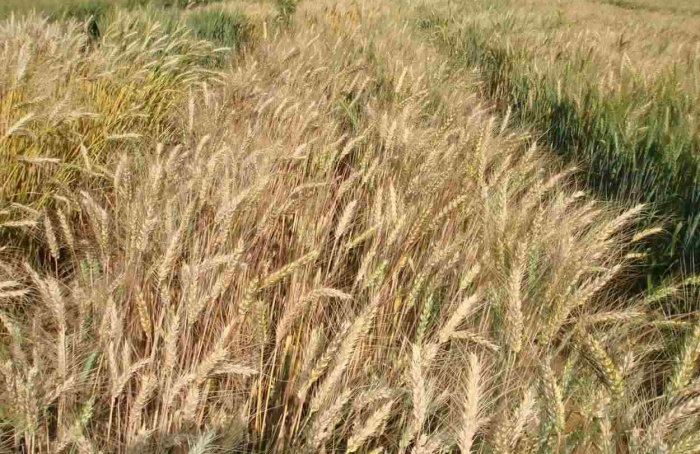 Dia de Campo aborda manejo do solo com plantas de cobertura