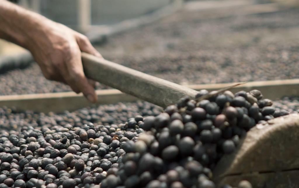 Emater-MG orienta cafeicultores para enfrentarem quebra na produção em 2021