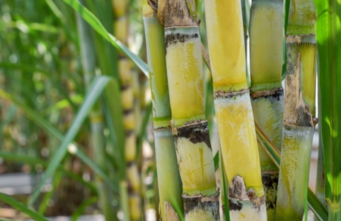 StoneX: superávit global de açúcar segue robusto em 2025/26