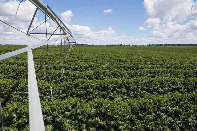 Faturamento das lavouras dos Cafés do Brasil atinge R$ 25 bilhões em 2018