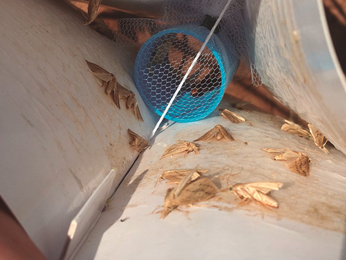 A leitura das armadilhas deve ser realizada três noites após a sua instalação, anotando-se o número de machos capturados em cada uma