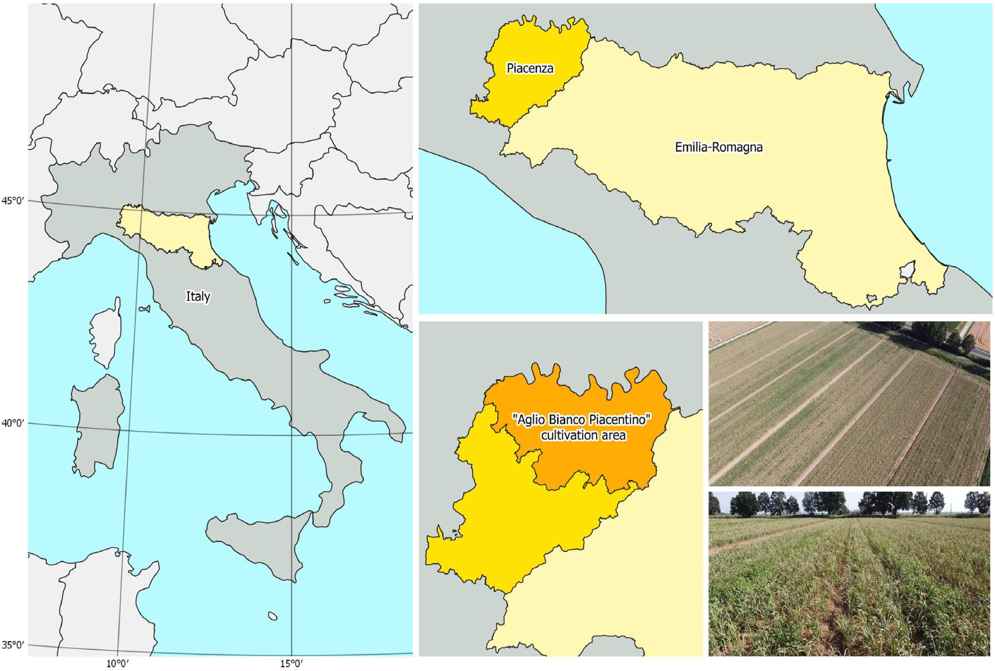 A área amarela clara representa a região de Emilia-Romagna (Norte da Itália), enquanto a área amarela escura representa a província de Piacenza; a área laranja representa a área de cultivo do “Aglio Bianco Piacentino”, onde estão localizadas as parcelas monitoradas