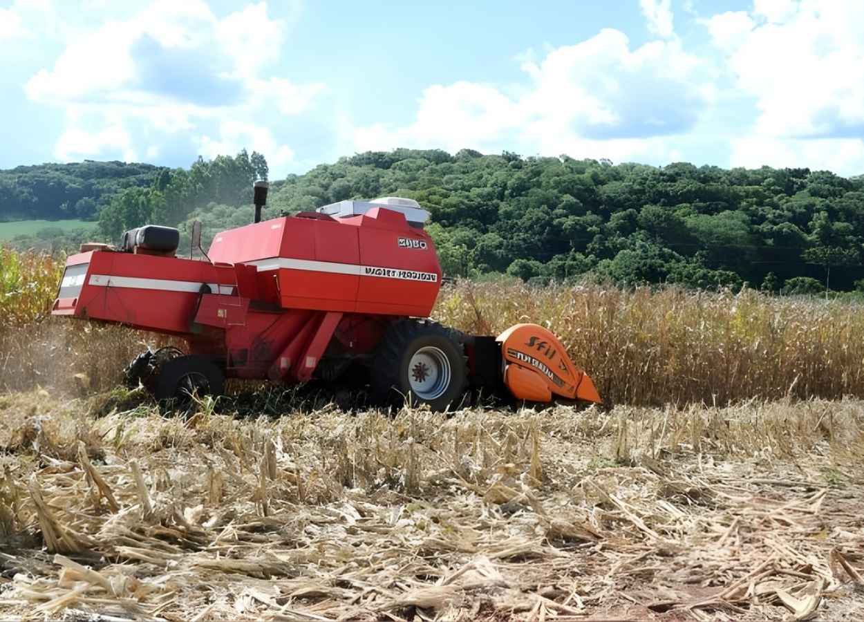 RS Safra 2025/26: colheita do milho entra na reta final