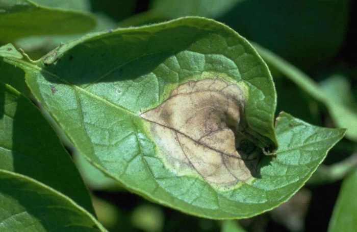 Phytophthora infestans desativa alarme das plantas