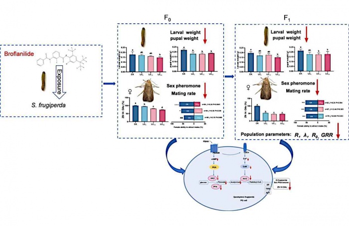 Broflanilida reduz reprodução e sobrevivência da lagarta-do-cartucho
