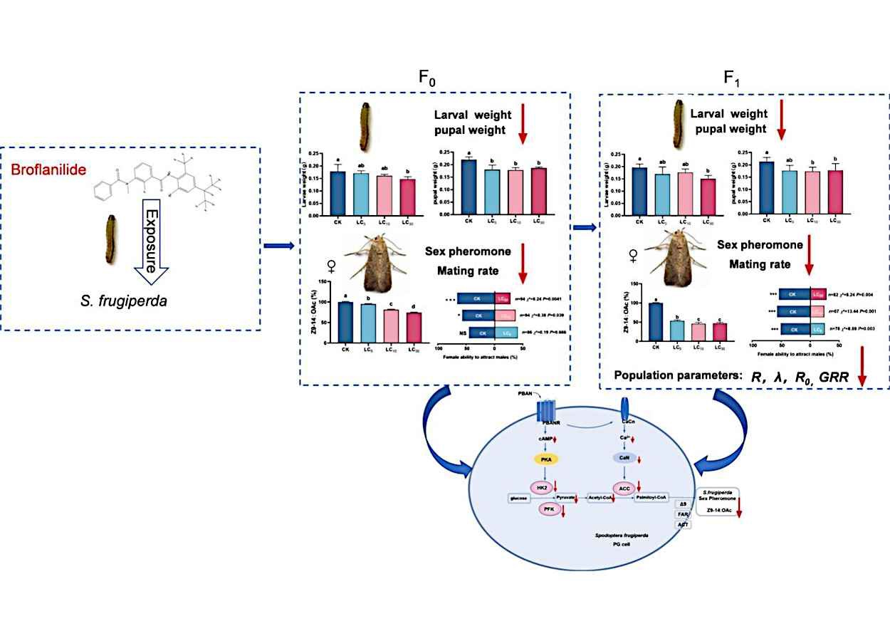 Broflanilida reduz reprodução e sobrevivência da lagarta-do-cartucho