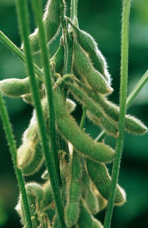 Especial Coopavel: Bayer inicia o Show Rural com destaque para a Rede AgroServices e Programa de Pontos