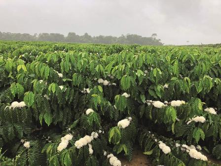 Região Sudeste produz 87,5% dos Cafés do Brasil em 2020