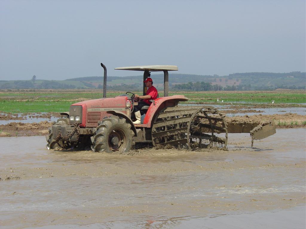 Atraso no plantio de arroz causa prejuízos no Rio Grande do Sul