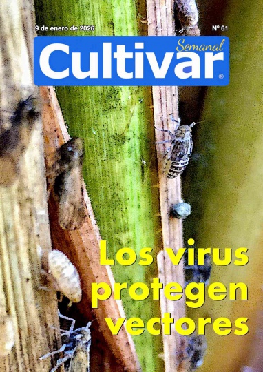 Cultivar Semanal 61