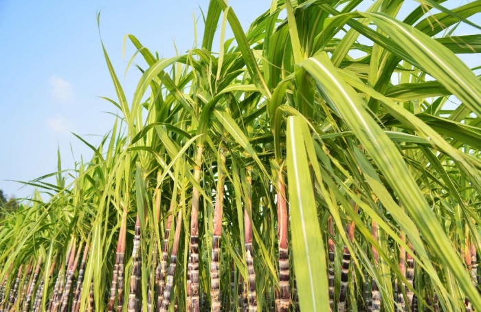 Produção de açúcar e etanol hidratado mantém-se em alta no Norte e Nordeste