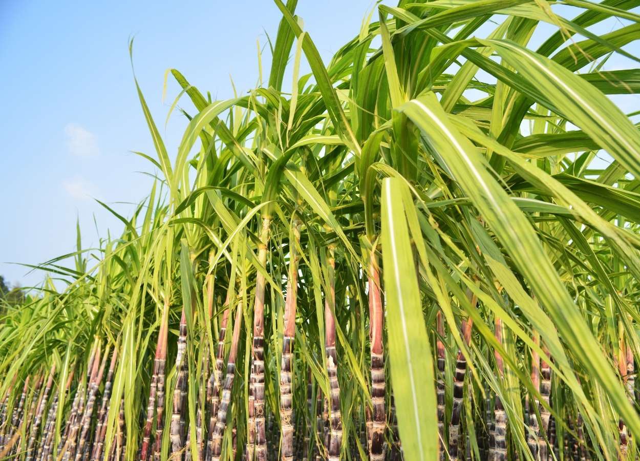 Produção de açúcar e etanol hidratado mantém-se em alta no Norte e Nordeste