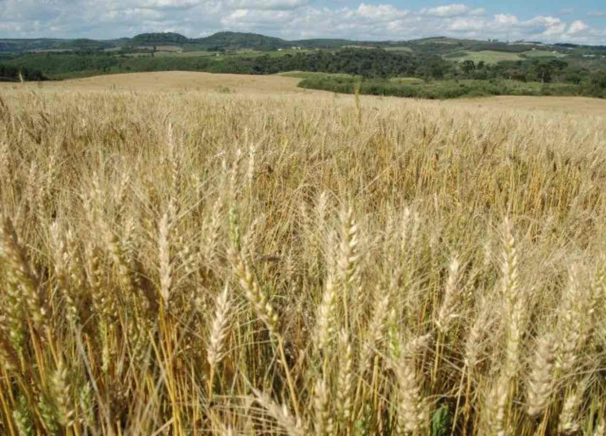 SC Safra 2025/26: boletim aponta queda na área de trigo