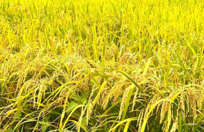 Nova cultivar de arroz de terras altas será lançada em encontro tecnológico