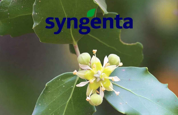 Syngenta amplia acordo e leva biofungicida botânico a novos mercados