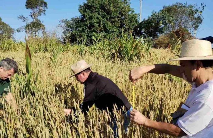 Emater amplia áreas de trigo para regiões quentes de Minas Gerais