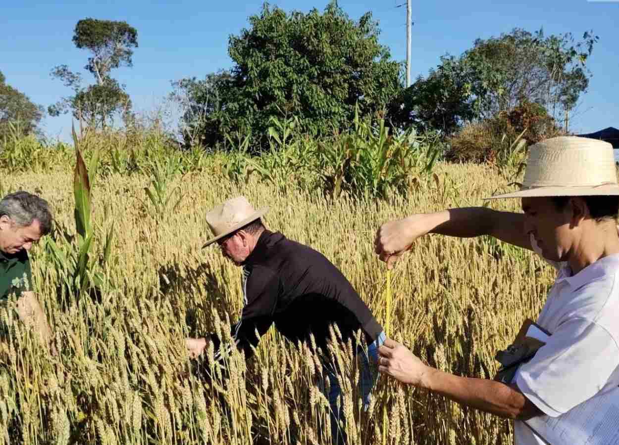 Emater amplia áreas de trigo para regiões quentes de Minas Gerais