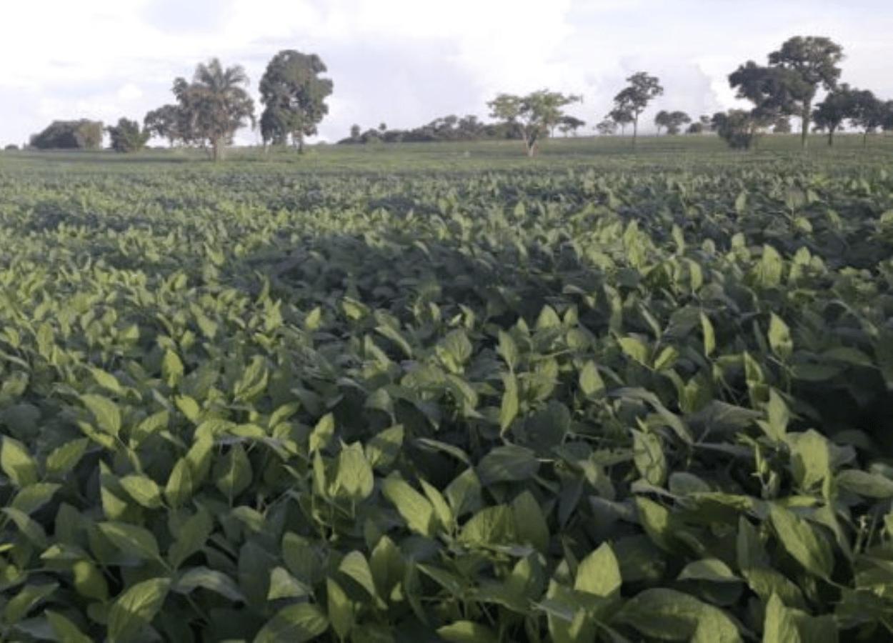 Aprosoja e Federação de Agricultura criticam projeto de taxação em Rondônia