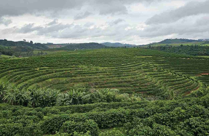 Sensoriamento remoto com IA mapeia cafezais com precisão