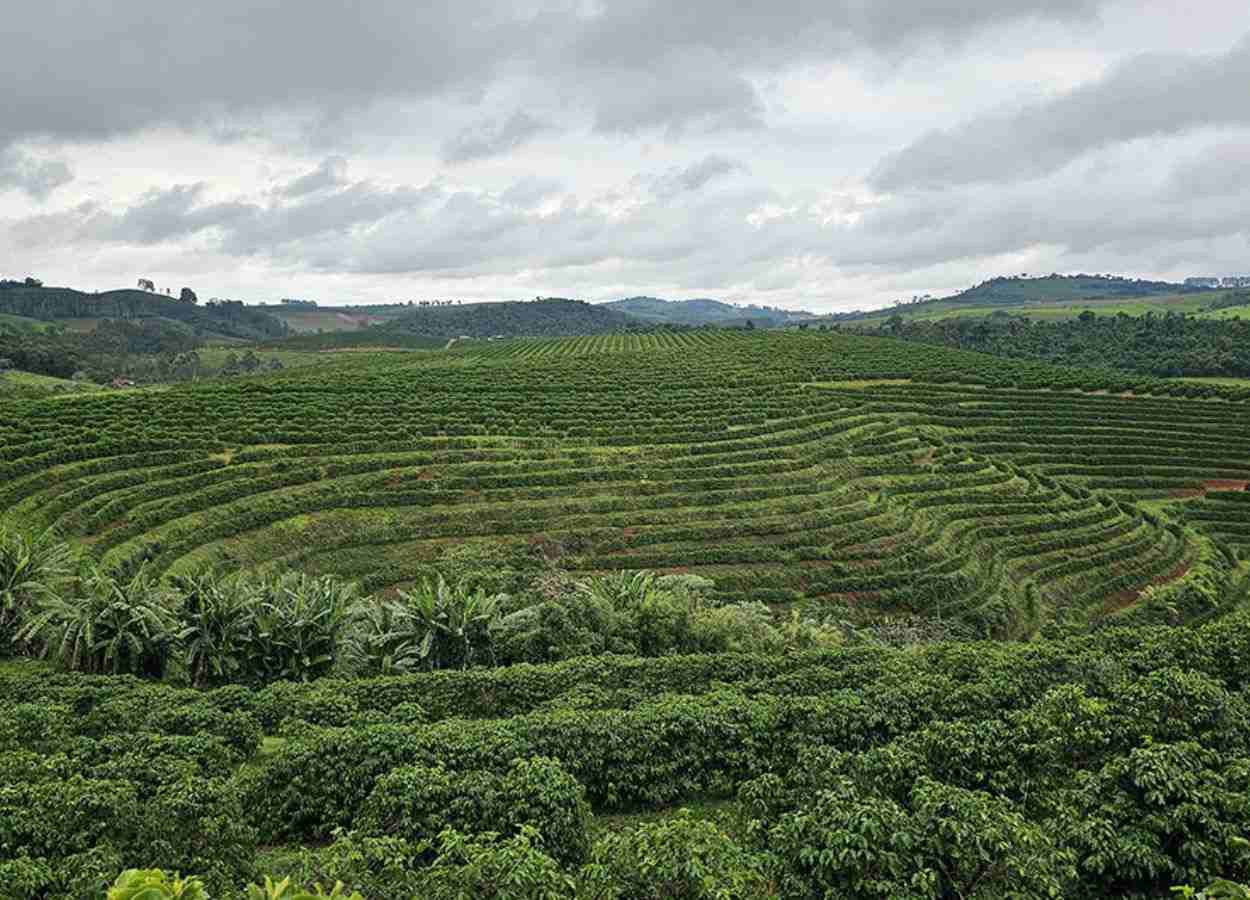 Sensoriamento remoto com IA mapeia cafezais com precisão