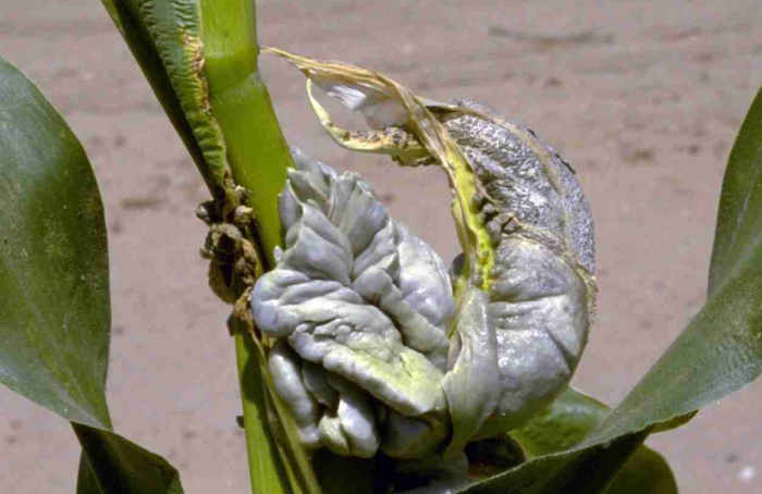 Ustilago maydis usa via de raiz lateral para formar galhas em milho