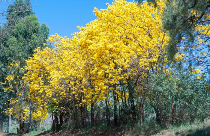 Primavera será de tempo mais seco no Rio Grande do Sul