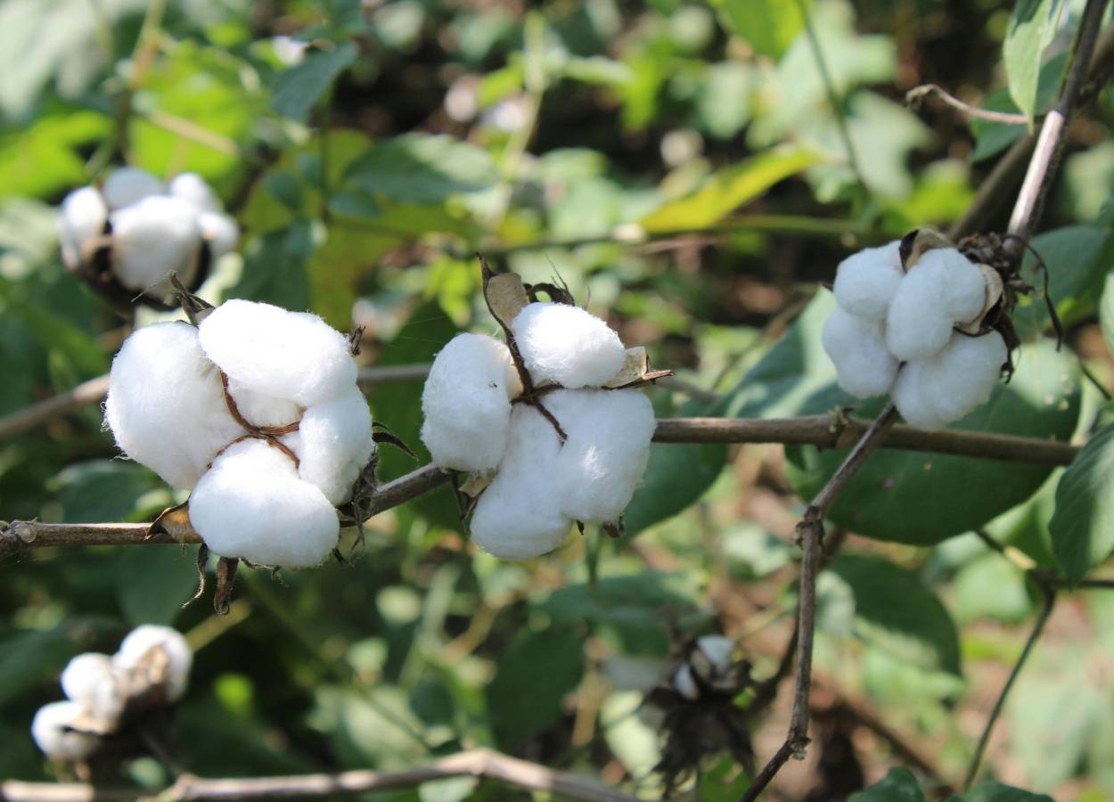 Brasil amplia produção de algodão na safra 2025/26