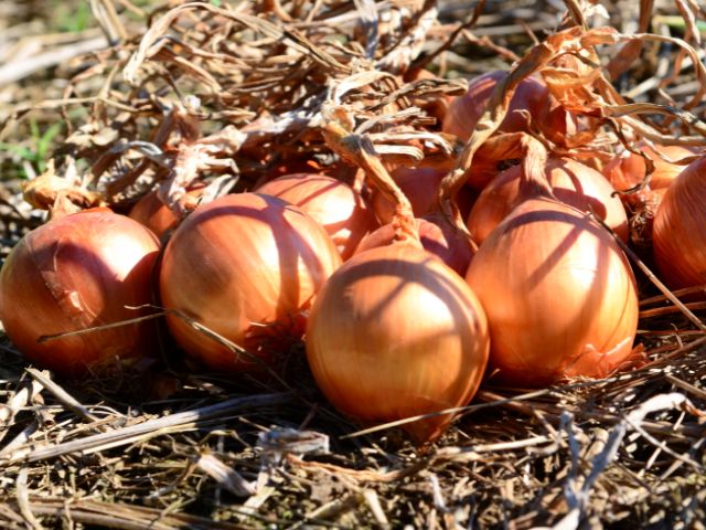 Increase in the area planted with onions in Santa Catarina