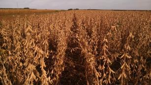 Desafios para produção de soja são tema de Dia de Campo da Embrapa em Londrina (PR)