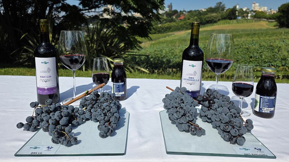 Foto: Viviane Zanella