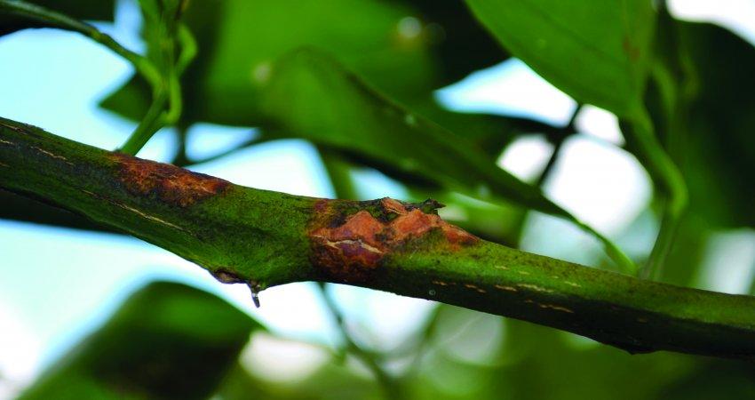 Controle do ácaro da leprose é mais eficiente com adoção de estratégias de manejo