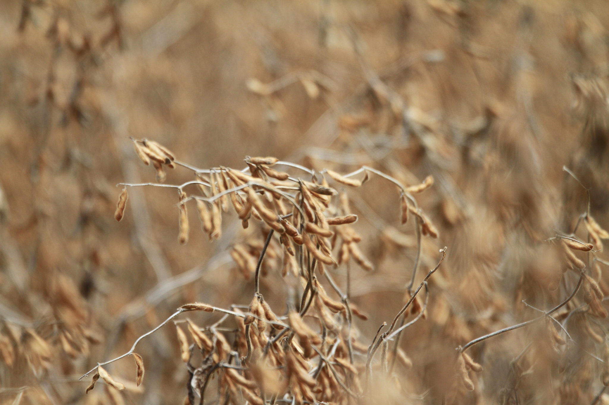 Herbicida Dorai - IHARA Defensivos Agrícolas