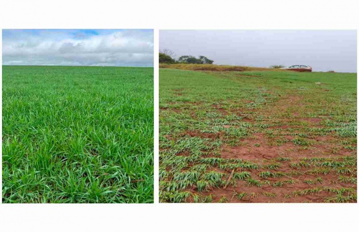 RS Safra 25/26: chuvas elevam pressão nas culturas de inverno